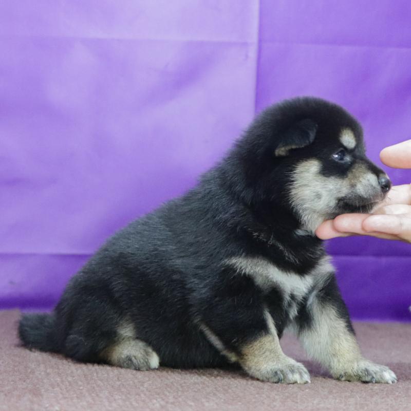 販売中の愛知県の柴犬-411855の3枚目